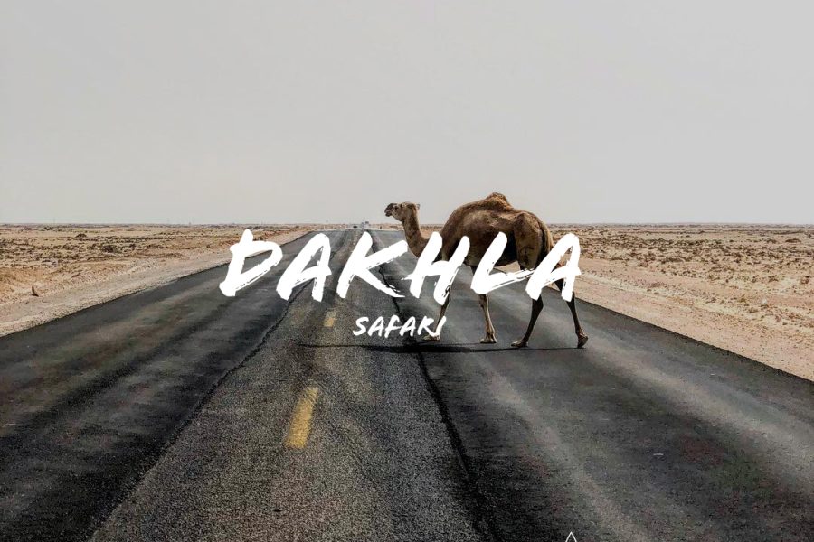 Dakhla Safari